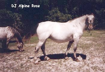 djalpinerose