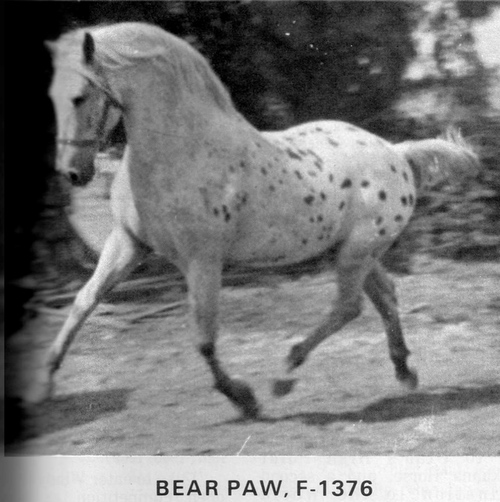 bearpaw