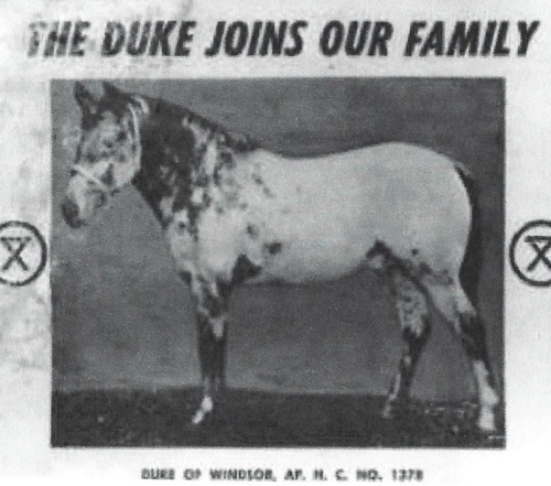 dukeof windsorsm