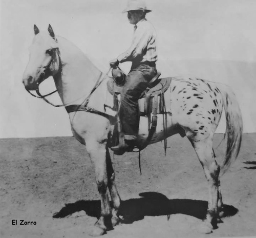 elzorro