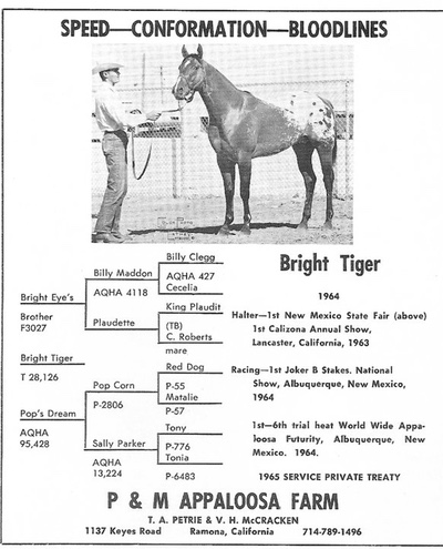 brighttiger2