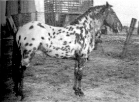 leopardcomanche