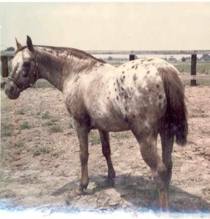 leopardsspottedeagle