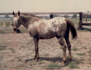 leopardsspottedeagle2