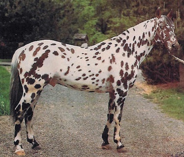azuresbullleacolor