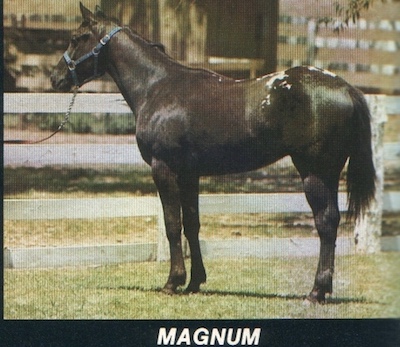 magnum