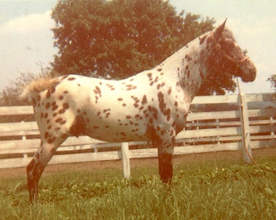 marshacresredsun