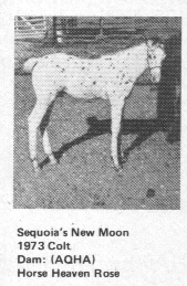 sequoiasnewmoon