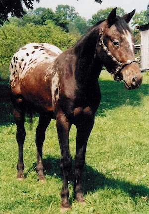 talldarknreagle