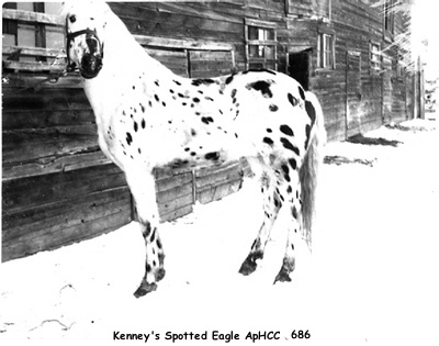 kenneysspottedeagleaphcc686b