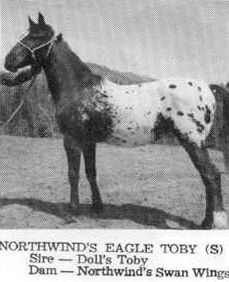 northwindseagletoby2652