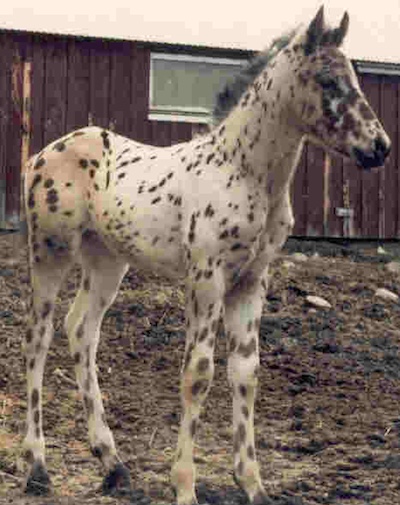 anpetuwitakota1