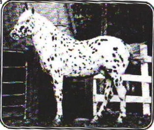 anpetuwitakota2