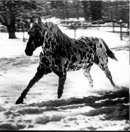 apacheinsnow