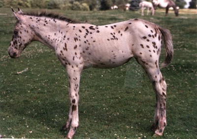 apachesdesertjewel