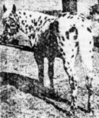 coyotesapache2