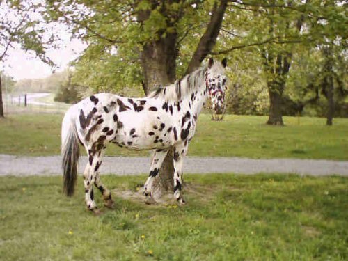 rockalenaseclat