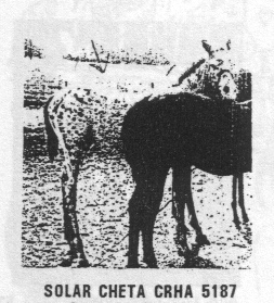 solarcheta