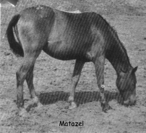 matazel374