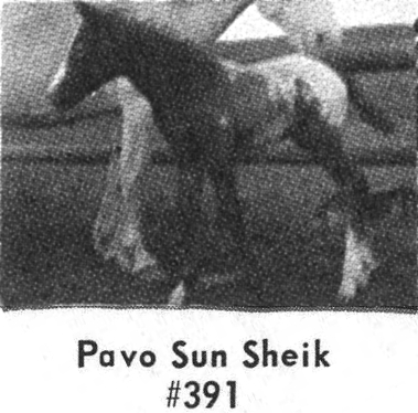 pavosunsheik