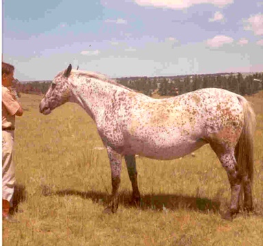 rockingchairsundance1381