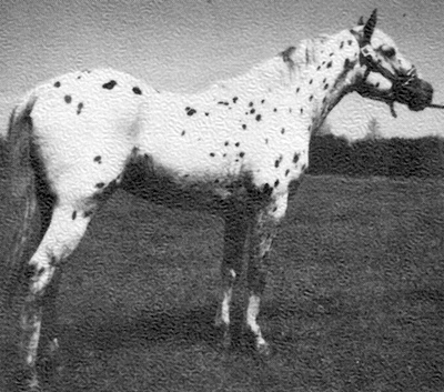 sirrodneyssunpocket1386