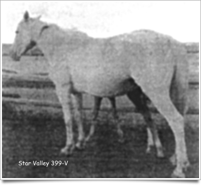 starvalley399