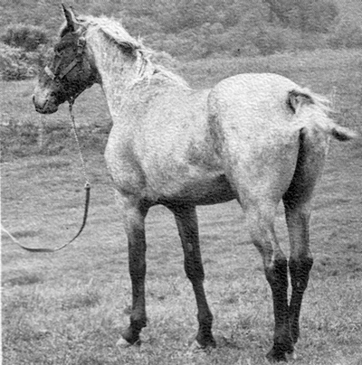 tallsun2192a