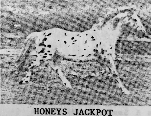 honeysjackpot4095