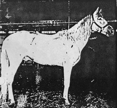 thunder bunnys image2