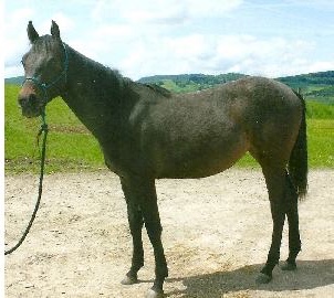 FistfulofParadise7324