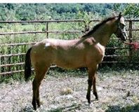 MrBoregardTRiffic7316