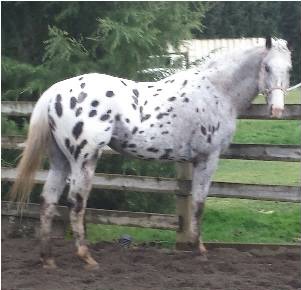 Nimipoograndslam7304