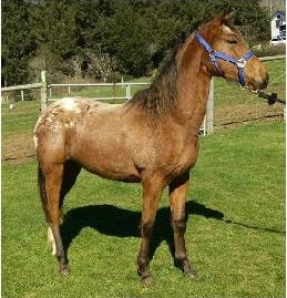 Ochocowartobysdelite