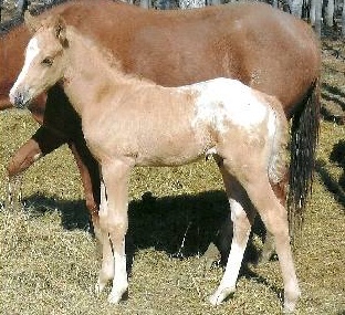 TOGgoldelocksrocks7308