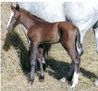 TOGzipnwInkengin7310