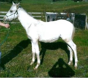 archboldfancycreek7330crha