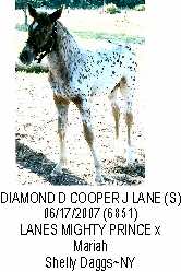 diamonddcooperjlane