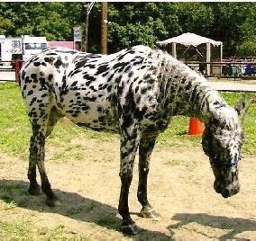 hoscherokeesummere7333