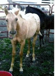 lenassilverleader7331crha