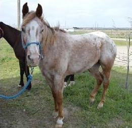 orangedreampopsicle7303