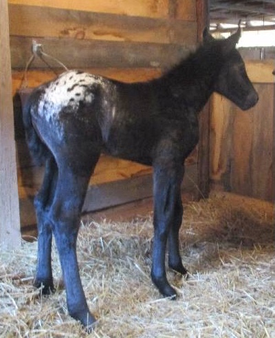 prrhotfancypants7336