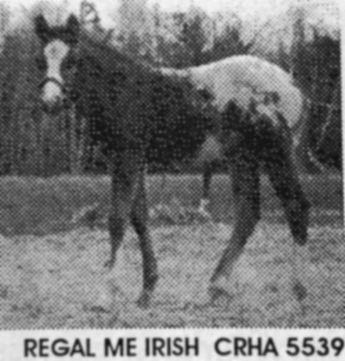 regal me irish