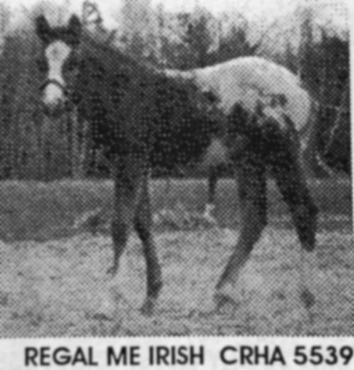 regal me irish