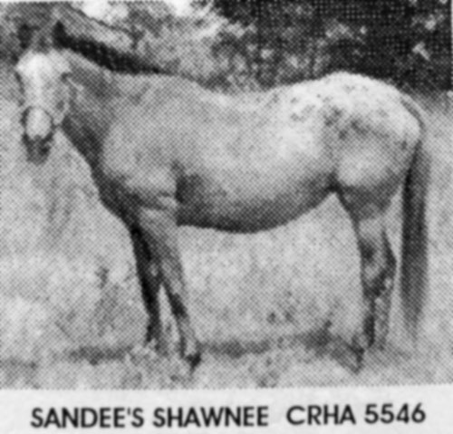 sandes shawnee