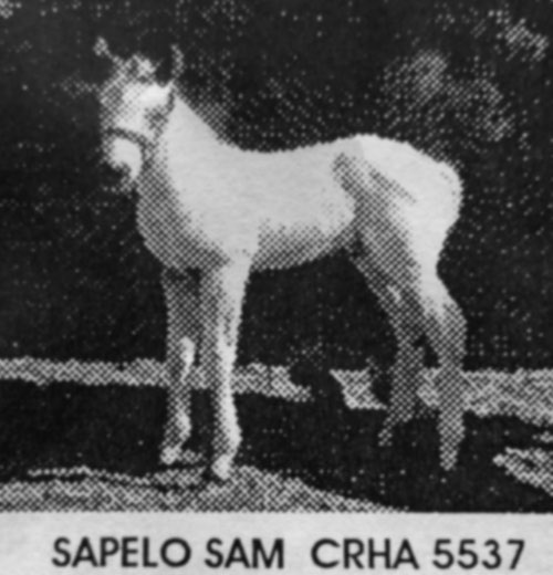 sapelo sam