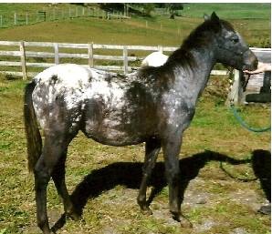 smokinhotsurprize7329crha