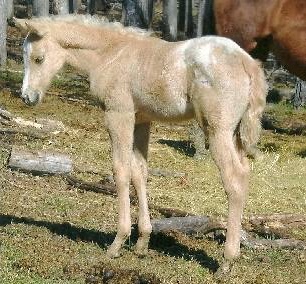 togmr recandygram7307