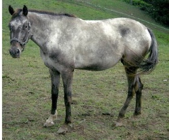 wapsirishamber7133