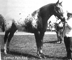 cotton patches